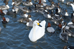 A White Goose 