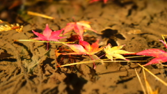 水面の秋