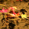 水面の秋