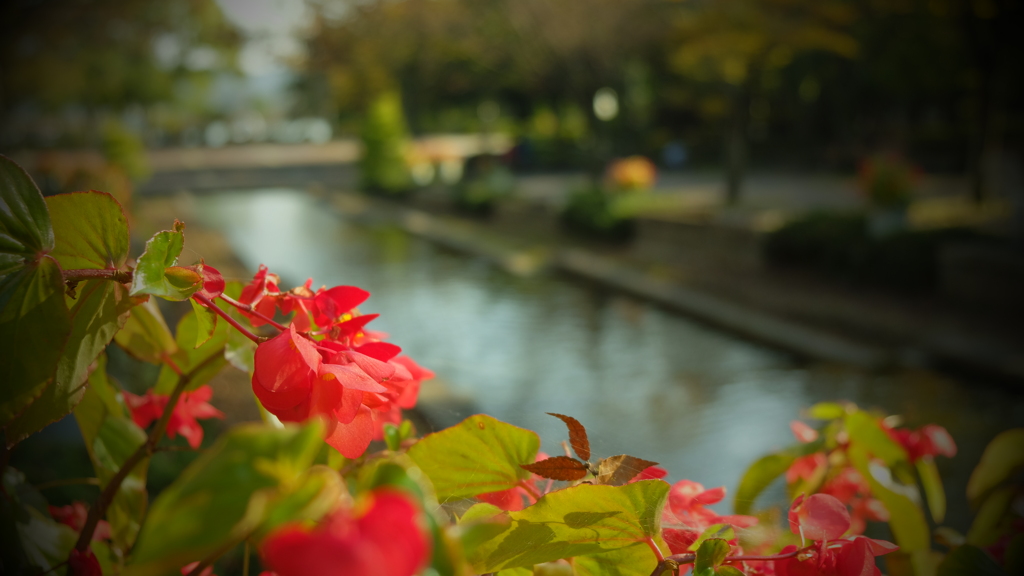 植物園にて