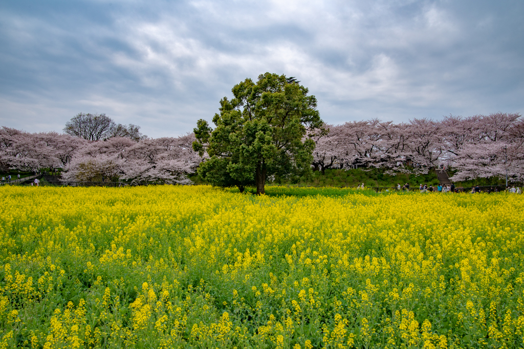 一本tree