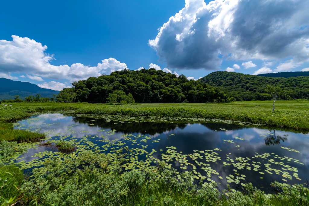 沼と木と空と…