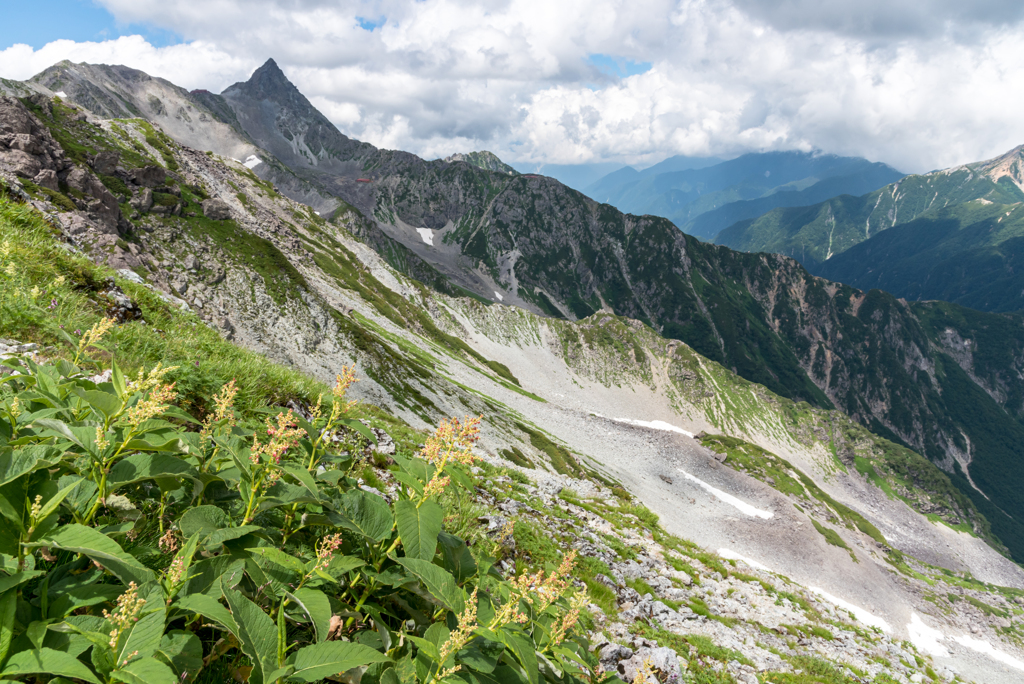 花咲く夏の山