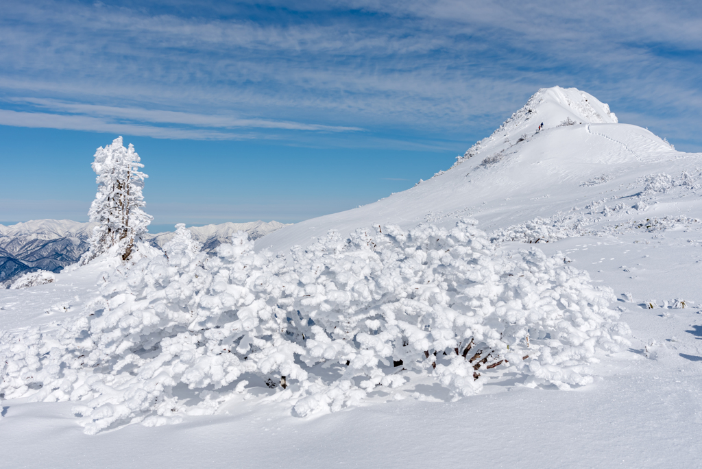 雪山に咲く華