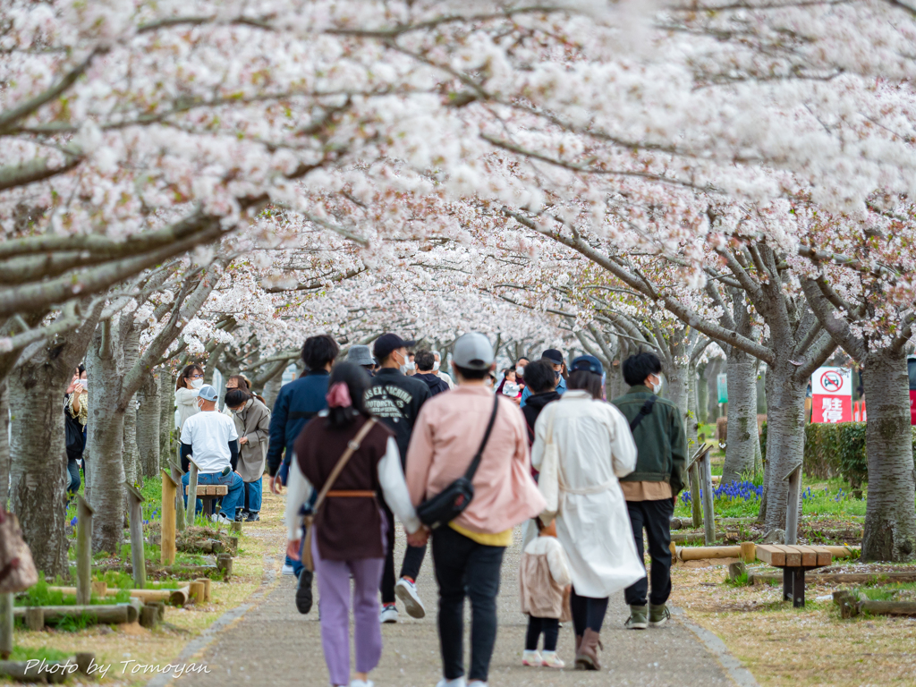 おの桜つづみ回廊