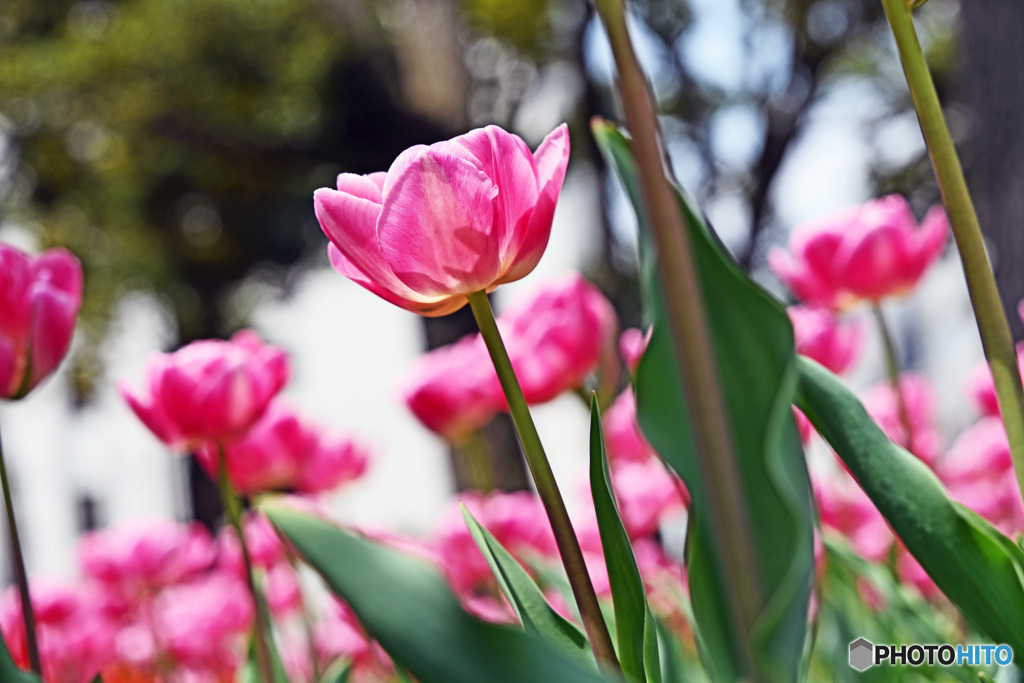 春ですね　チューリップはいかが～