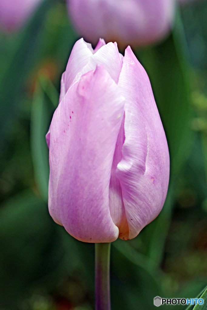 春です～チューリップはいかが