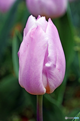 春です～チューリップはいかが