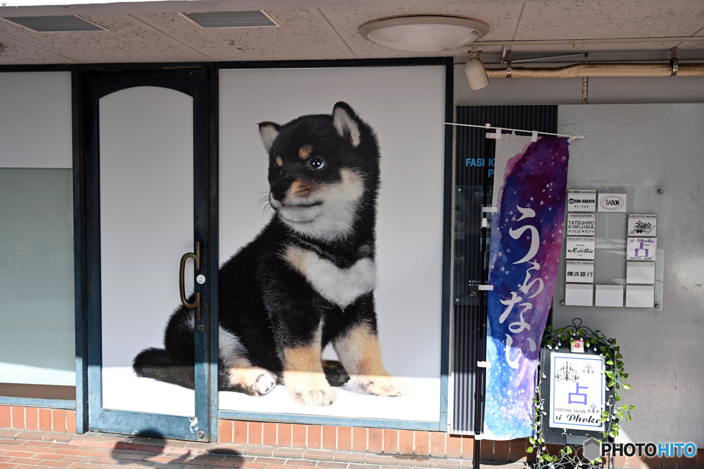 裏通り店先ワンチャン3