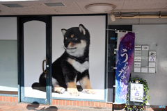 裏通り店先ワンチャン3