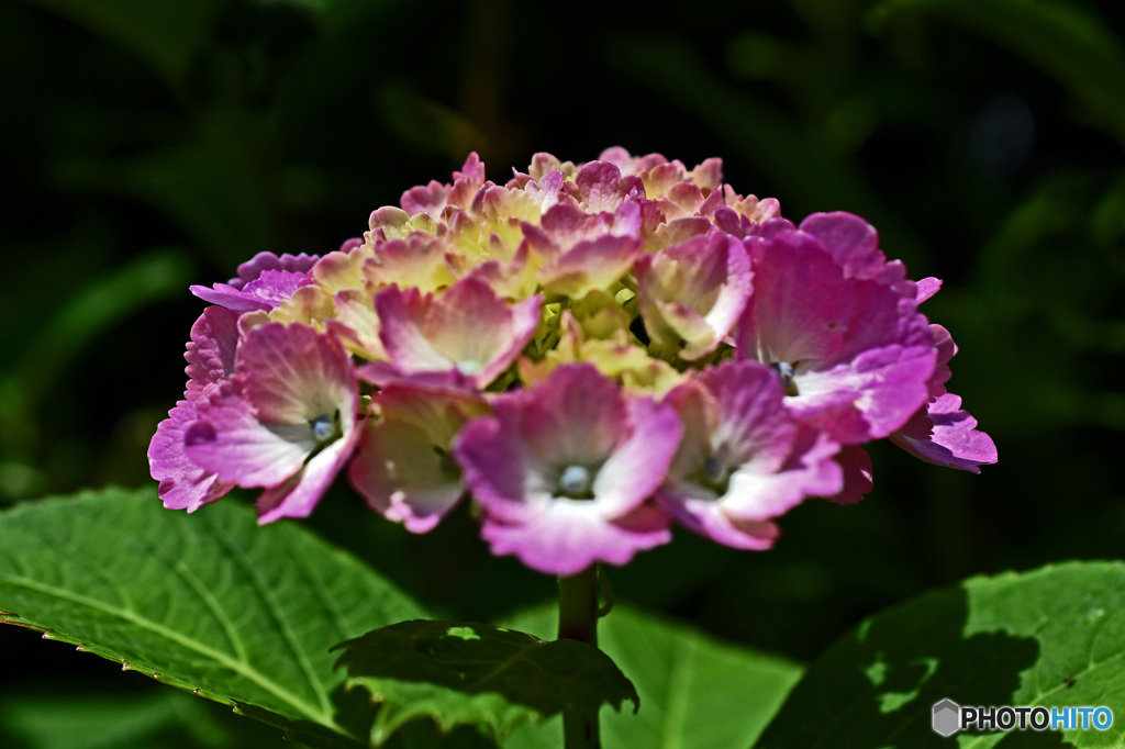 八景島のアジサイ