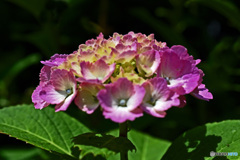 八景島のアジサイ