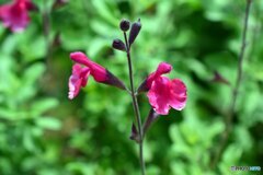 散歩中に見つけた花