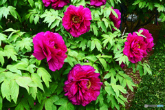 ボタンはいかがでしょうか