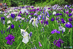 菖蒲園にて