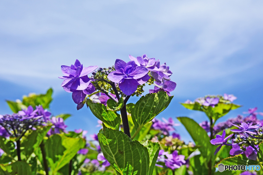 汐音と言う名のアジサイです