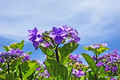 汐音と言う名のアジサイです