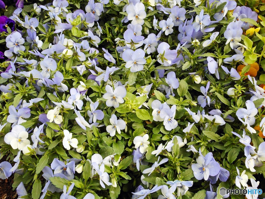 散歩中に見つけた花