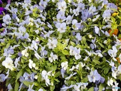 散歩中に見つけた花