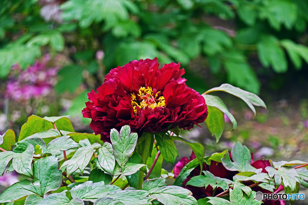 ボタンはいかがでしょうか