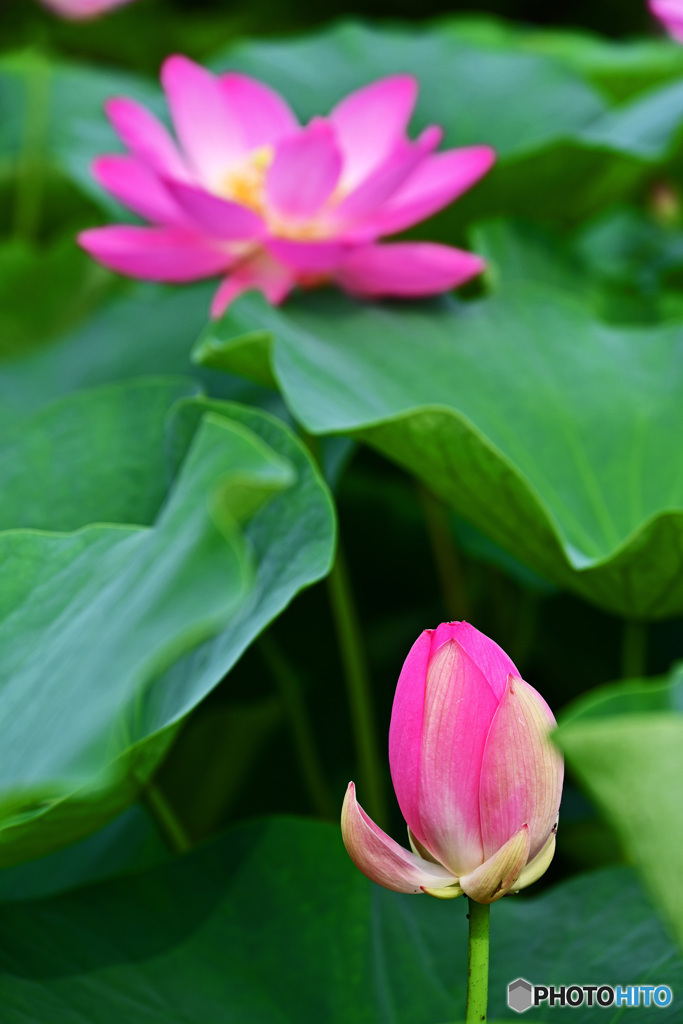大賀ハスはいかがでしょうか。