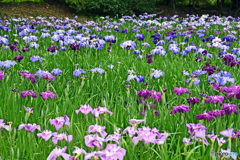 花撮り散歩