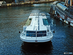 ヨコハマ シーバス