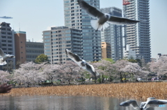 春の不忍池