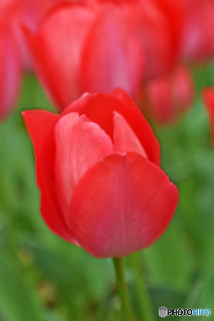 春です～チューリップはいかが