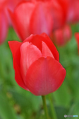 春です～チューリップはいかが