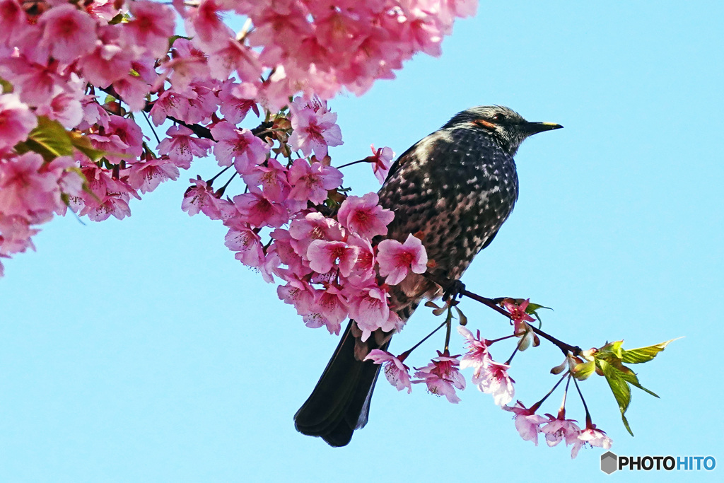 河津桜
