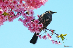 河津桜