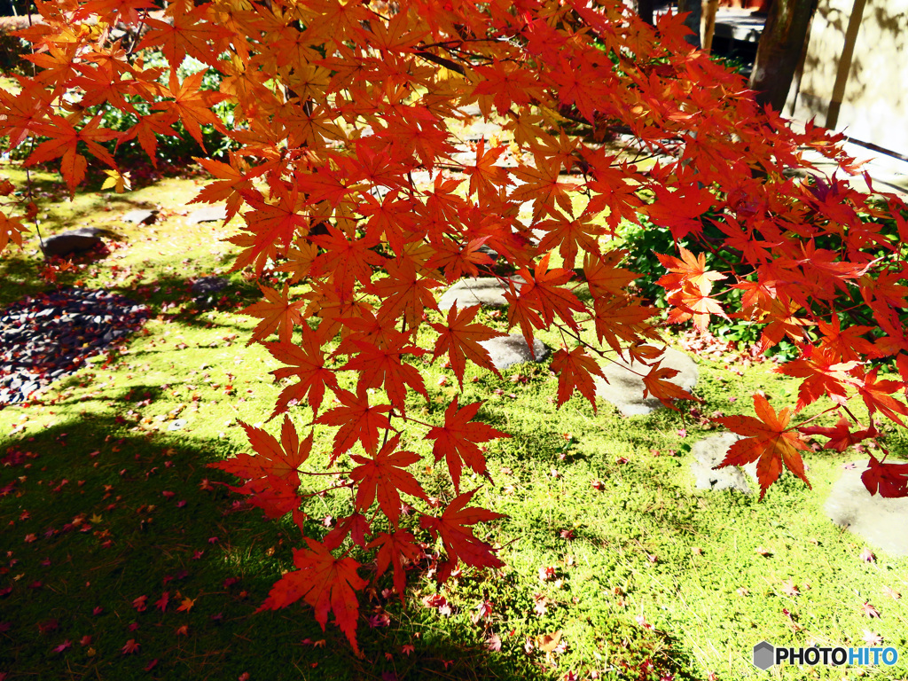 秋の一条恵観山荘