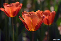 時期は過ぎましたね