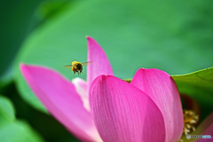 ハスに蜂