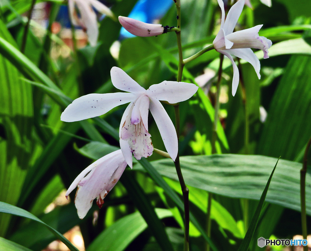 道端で見付けた