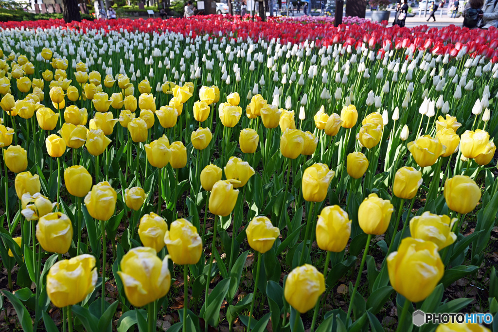 フェスティバル1