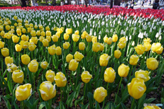 フェスティバル1