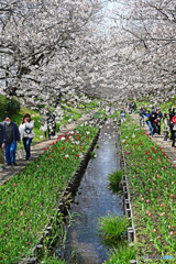 休日の散歩道