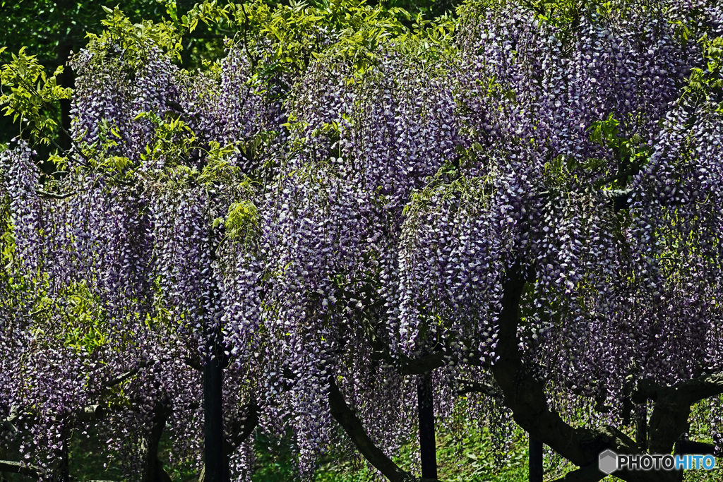藤の花はいかがでしょうか