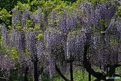 藤の花はいかがでしょうか