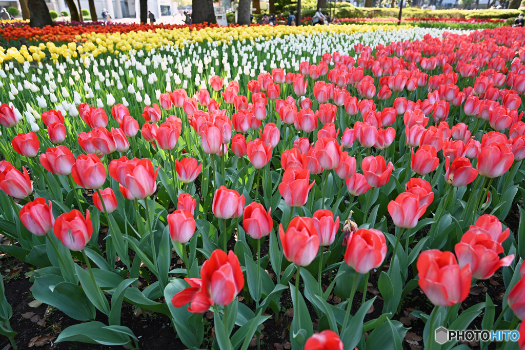 フェスティバル3