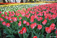 フェスティバル3