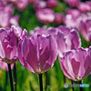 spring is come