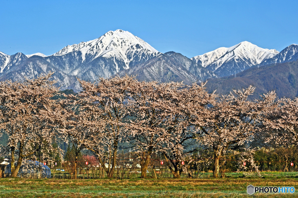 追憶の桜　  陸郷の桜仙峡