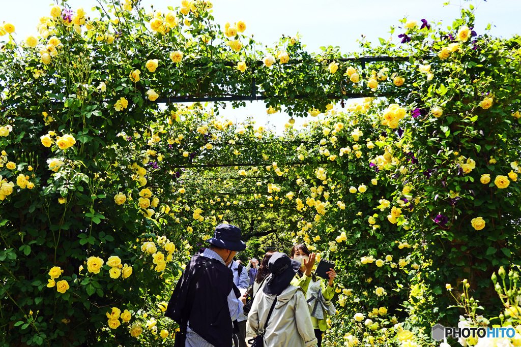 花撮り散歩