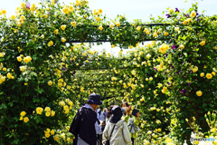 花撮り散歩