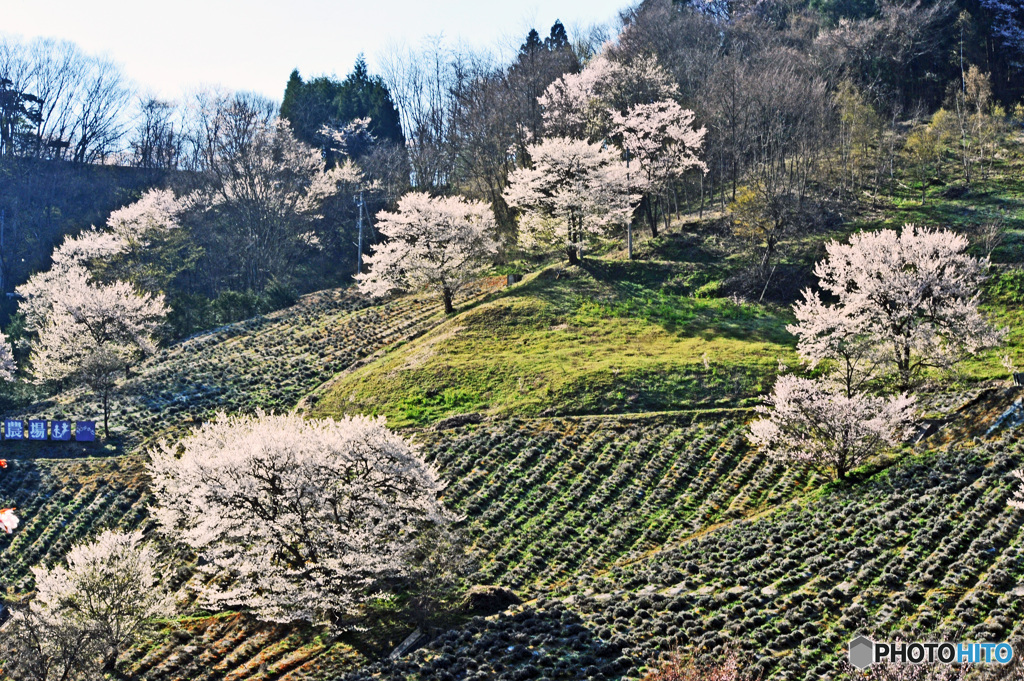  追憶の桜　  陸郷の桜仙峡