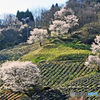  追憶の桜　  陸郷の桜仙峡