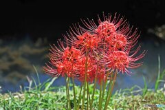 彼岸花5